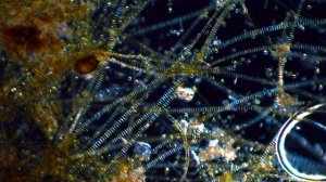 Микромир в одной капле.