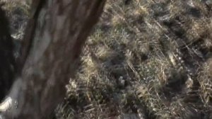 Очистка старой коры перед побелкой  Как и чем?