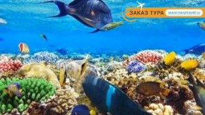 FORTUNA 4* SSH 4* Египет Шарм-Эль-Шейх обзор – отель ФОРТУНА 4* СШ 4* Шарм-Эль-Шейх видео обзор