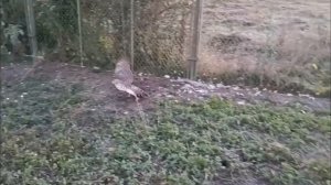 Я ЖДАЛ ЭТУ ТВАР#  ДВА ЧАСА/ ЯСТРЕБ НАНОСИТ УЩЕРБ ХОЗЯЙСТВУ/ЯСТРЕБ АТАКУЕТ ДОМАШНИХ КУР/