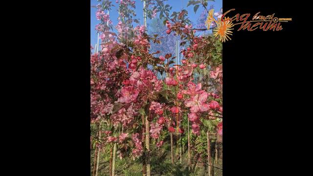 Сад Вашей Мечты!