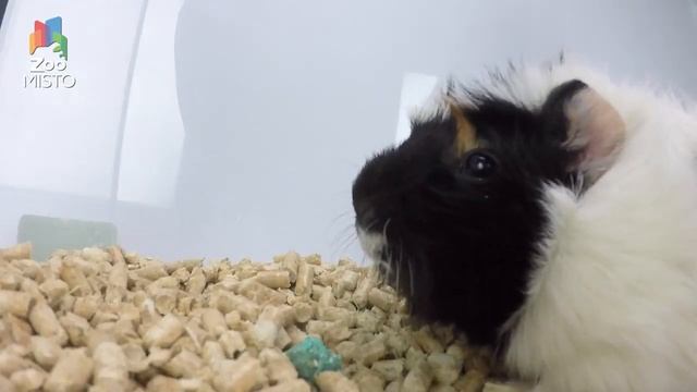 Абиссинская Порода Морской Свинки . О породе. Интересное инфо. Копыльский питомник морских свинок . смотреть онлайн