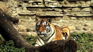 Московский зоопарк / Moscow Zoo HD