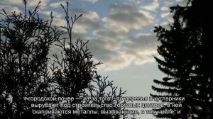 Экологи обнародовали рейтинг самых грязных районов Петербурга