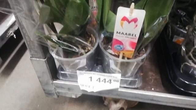 Влог 6. Орхидеи в Леруа Мерлен)в Медведково. Так много всего что голова закружилась) смотреть онлайн