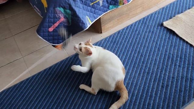 Утро белых тюленей. После бурной ночи утро проходит в стиле тюленизма ?. смотреть онлайн