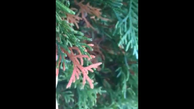 Сезонная смена хвои у туи ранней весной смотреть онлайн