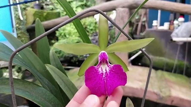 Blc. Memoria Vida Lee 'Limelight' смотреть онлайн
