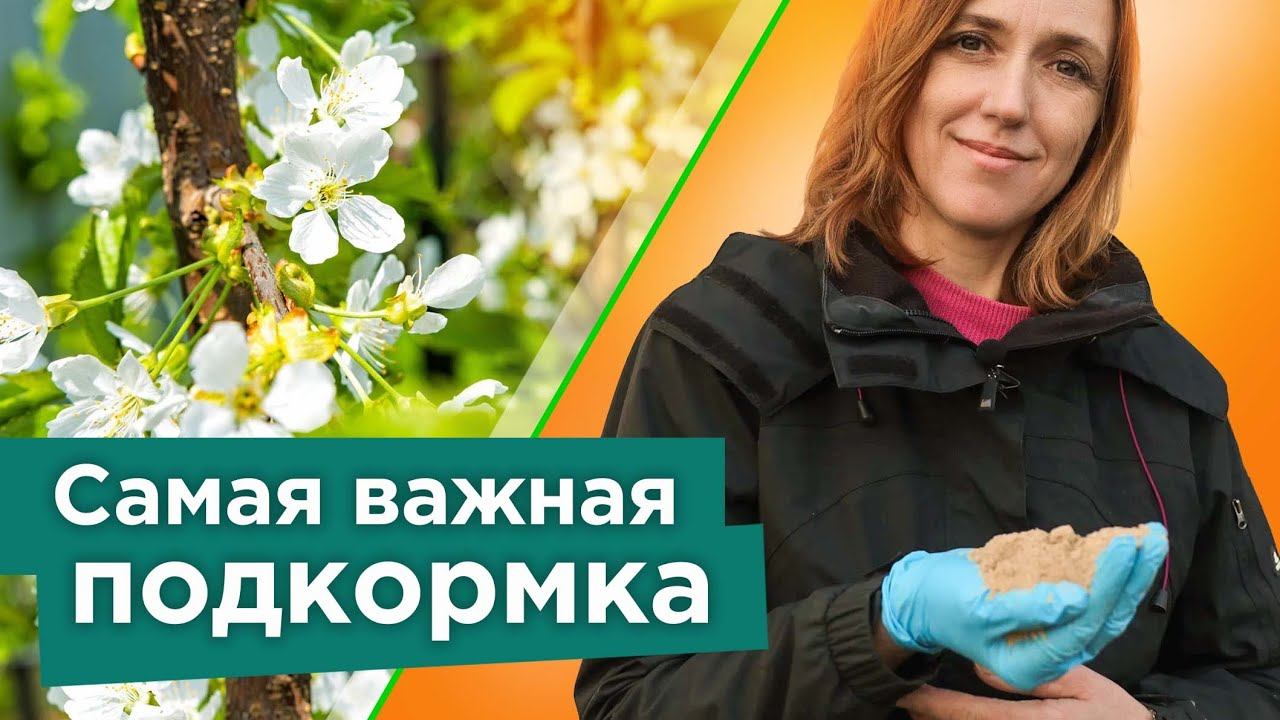 ПОДКОРМИТЕ ЭТИМ ЧЕРЕШНЮ, ВИШНЮ, СЛИВУ ВЕСНОЙ - все ягодки завяжутся, а деревья не будут болеть смотреть онлайн