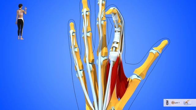 La flexion des doigts de la main: rôles des fléchisseurs longs, des interosseux et des lombricaux смотреть онлайн