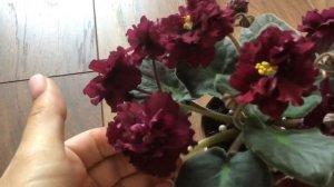 РС-Чёрный Бархат. Знакомство с сортом.