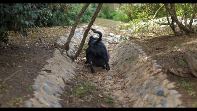 Lily the Staffordshire Bull Terrier, two years old смотреть онлайн