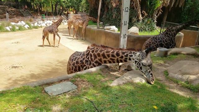 Learn Zoo Animals Names & Sounds For Children/Toddlers - LA ZOO смотреть онлайн