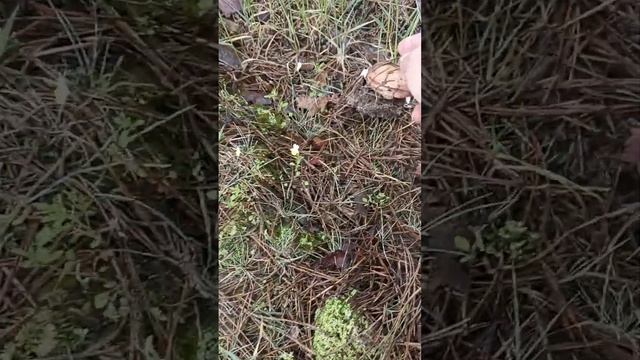 Красота природы.. смотреть онлайн