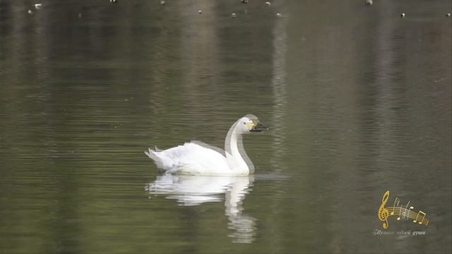 А белый лебедь на пруду смотреть онлайн