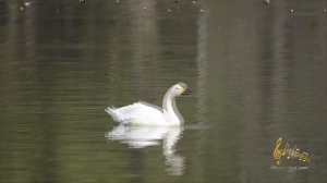 А белый лебедь на пруду
