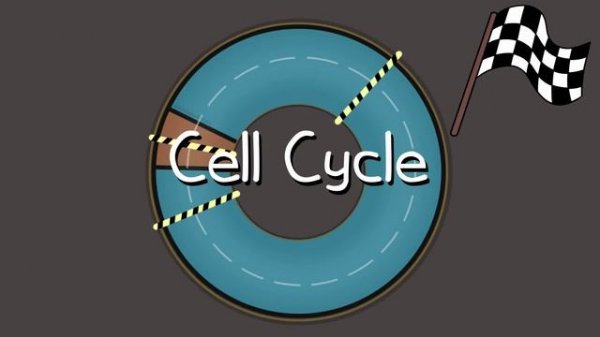 The Cell Cycle (and cancer) [Updated]