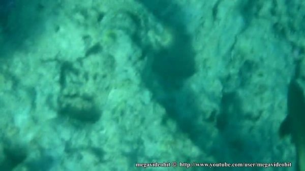 групер пятнистый, вроде... grouper