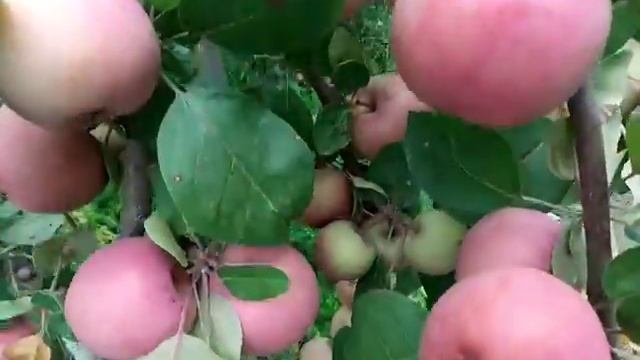 Яблоня летняя старинный сорт Циганочка смотреть онлайн