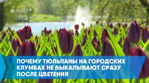 Почему тюльпаны на городских клумбах не выкапывают сразу после цветения
