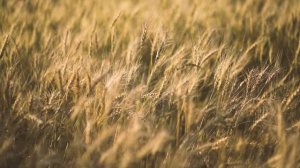 ❗❗ 🔥Shaman.. Мы❗🔥