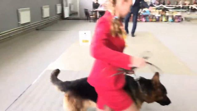 Выставка собак г. Саратов 13.04.2019 смотреть онлайн