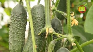 Семена: Аэлита Огурцы Бабушкин секрет - Дачные уроки профессора Мамедова