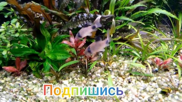 Цихлидник,Травник,Дискусятник,Фитофильтр. смотреть онлайн