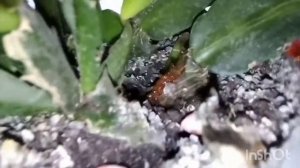 Сгнил декабрист!