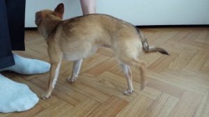 Девочка показывает как писают мальчики.