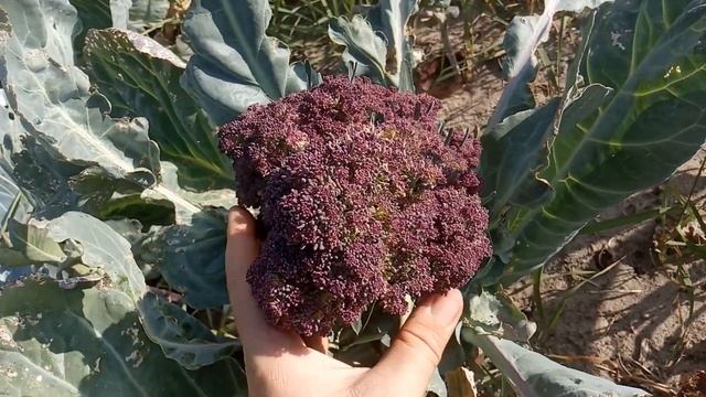 Самые позднеспелые сорта и гибриды. Томаты, перцы, баклажаны. смотреть онлайн