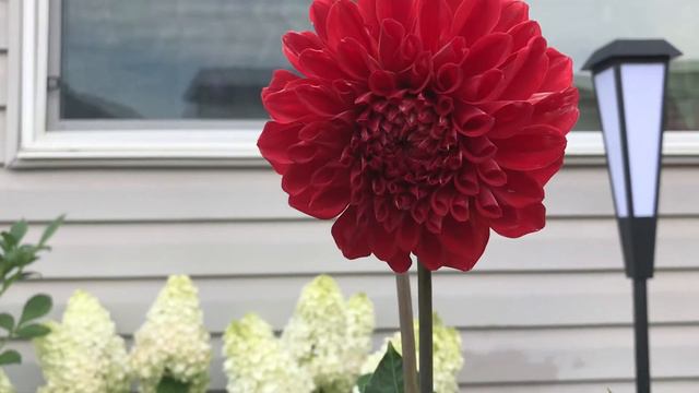 Dahlia, mini rose and limelight hydrangea смотреть онлайн