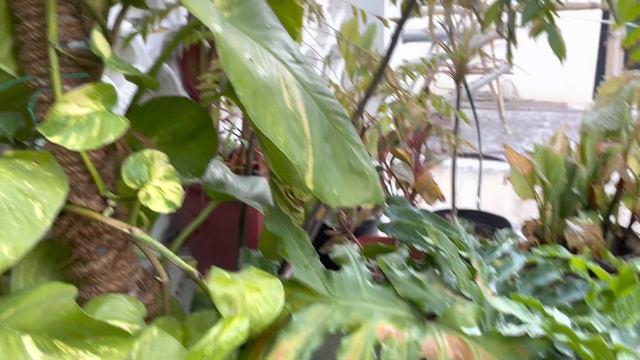 Beautiful Small Terrace Garden With Plant/Pots/Jhula/Plant Stand/Rooftop/Decoration With NatureEp-5 смотреть онлайн