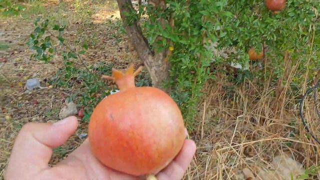 Как растут гранаты в Турции. смотреть онлайн