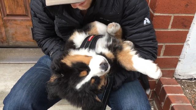 Bernese Mountain Dog puppy PASSED OUT смотреть онлайн