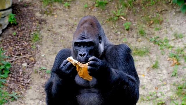 Мужчина обезьяна. Обезьяны Африки - древние животные. Зебры млекопитающиеся. смотреть онлайн