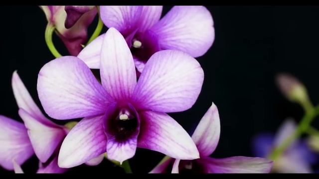 Dendrobium cv. смотреть онлайн