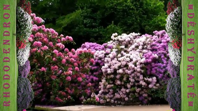 Rhododendron Déshydraté смотреть онлайн