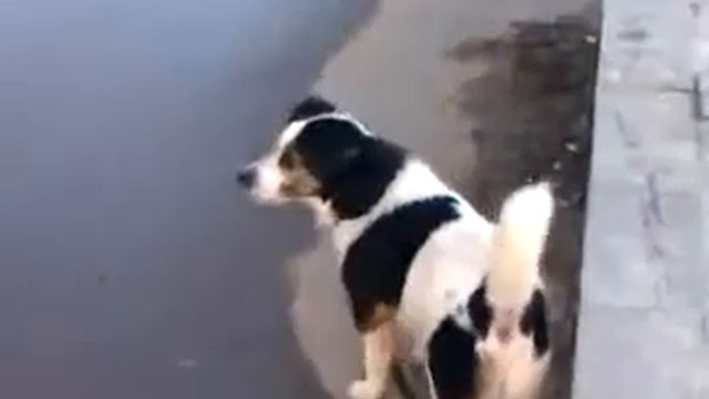 Карась и Декстар смотреть онлайн