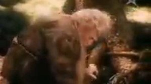 СКАЗКА БЕЛЯНОЧКА И РОЗОЧКА. 1980 ГОД