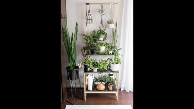 Top 150 Indoor Plants || Best Indoor Plant Ideas 2022 смотреть онлайн