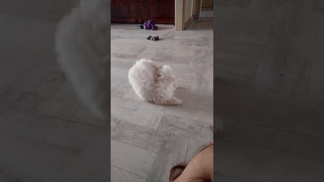 Мальтезе. А что человеки тоже рычат?😁 смотреть онлайн