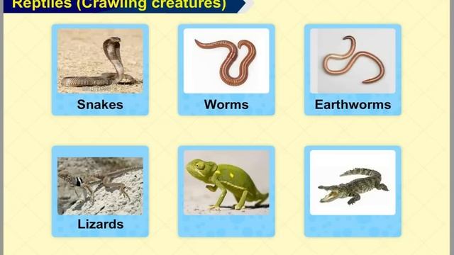 Class1 | EVS | Animals Around Us | Land Animals смотреть онлайн