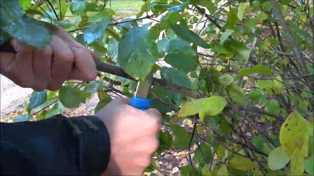 Проверяю на что способен самый маленький нож выживания от Mora. Не ожидал от него такого смотреть онлайн