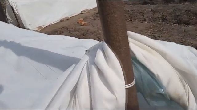 Виноград в Омске. Сезон 2020. Весеннее укрытие винограда от заморозков смотреть онлайн