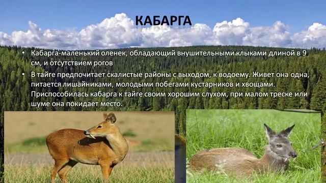 Харитонов Токмаков Щеголев Торхова Цыренова Целищев смотреть онлайн