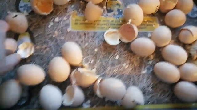 Инкубация куриных яиц 21 день-22.02.2022 год. смотреть онлайн