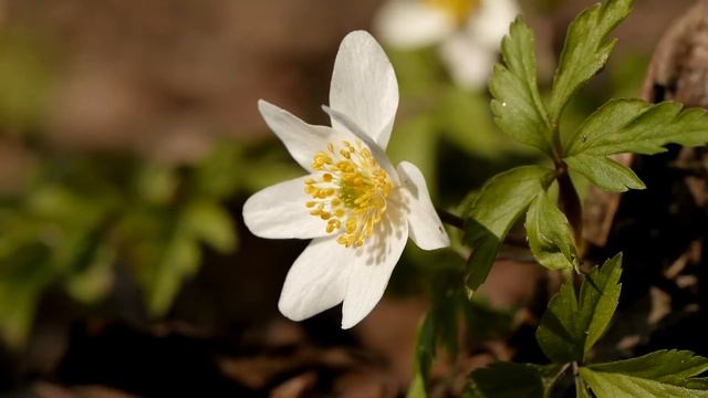 Первая ветреница в Шуваловском парке смотреть онлайн