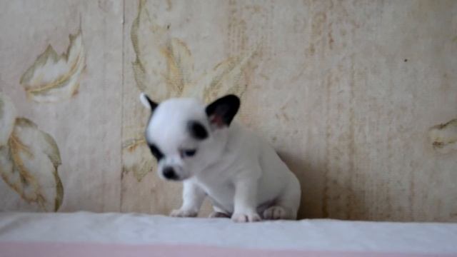 мальчик чихуахуа бело-чёрный 1 мес смотреть онлайн