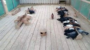 андижанские голуби питомник Москва